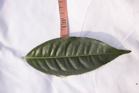 (茶人手记)一个国际注册评茶师眼中真实的冰岛