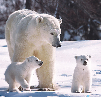 中国成北极理事会正式观察员 获北极事务更大