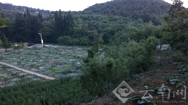 健康养生多吃素 生态素食常素轩开业