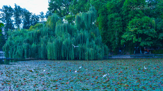 早晨翠湖2.jpg