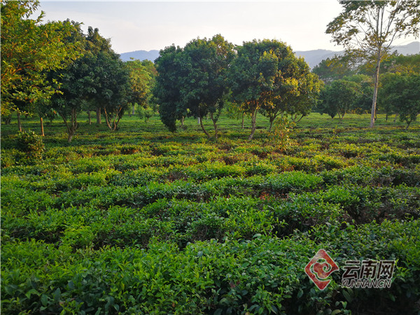 脱贫攻坚总攻，农行云南澜沧县支行这样战