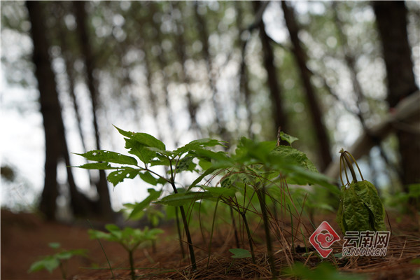脱贫攻坚总攻，农行云南澜沧县支行这样战