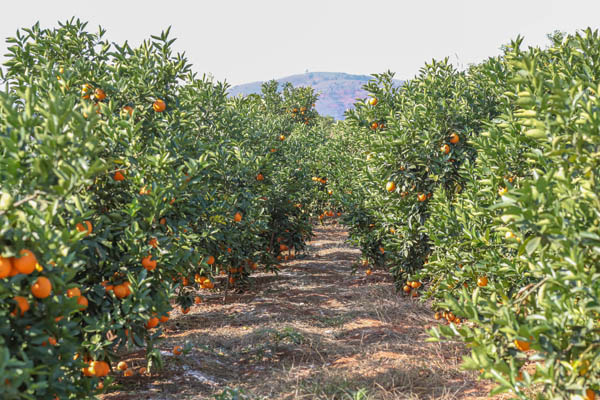 云南“龙陵褚橙扶贫模式”释放裂变效应