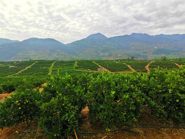 云南“龙陵褚橙扶贫模式”释放裂变效应