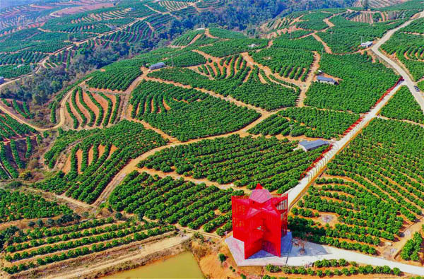 云南“龙陵褚橙扶贫模式”释放裂变效应