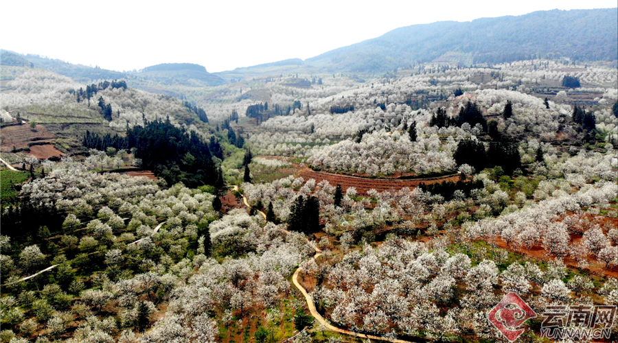 云南省红河州个旧市鸡街镇加级寨万亩梨花盛开,漫山遍野布满了雪白的