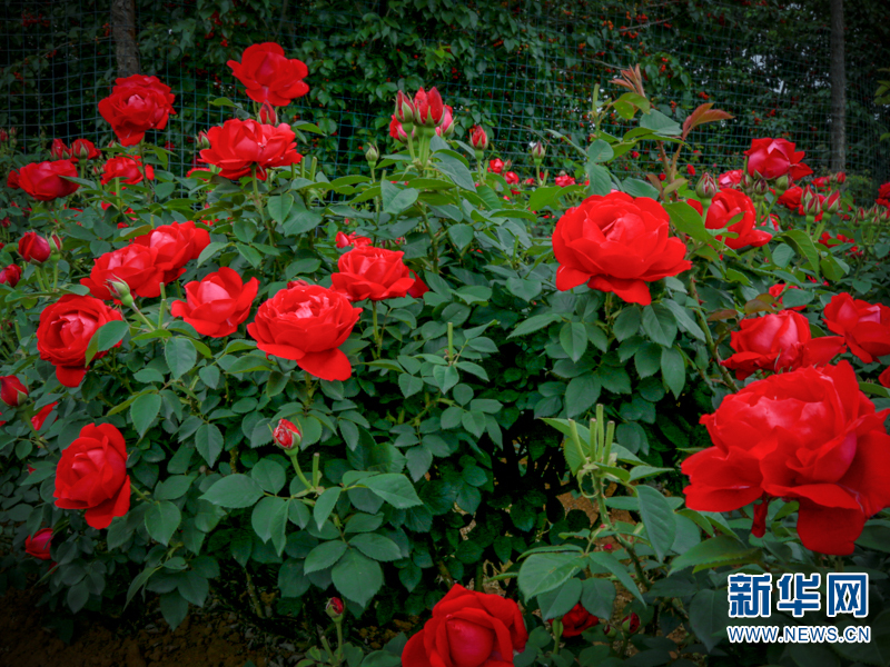 云南安宁玫瑰宴:闻香品花宴 留爱在八街