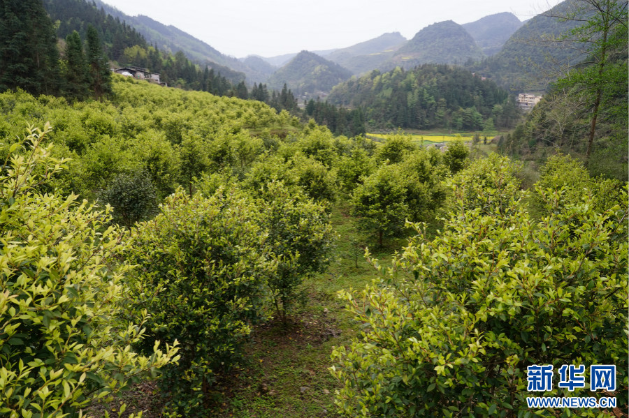 油茶的种植 油茶种植1亩收益多少