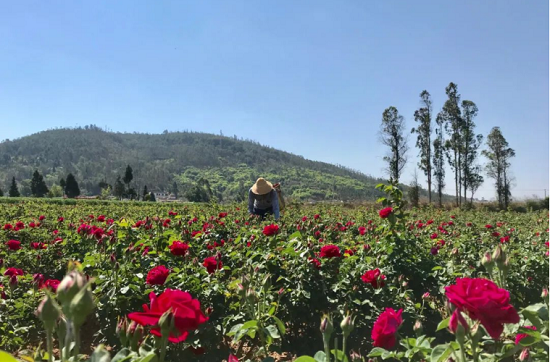 安宁市八街街道玫瑰花海上线来安宁浪漫一夏