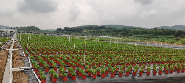 云南英茂花卉产业有限公司