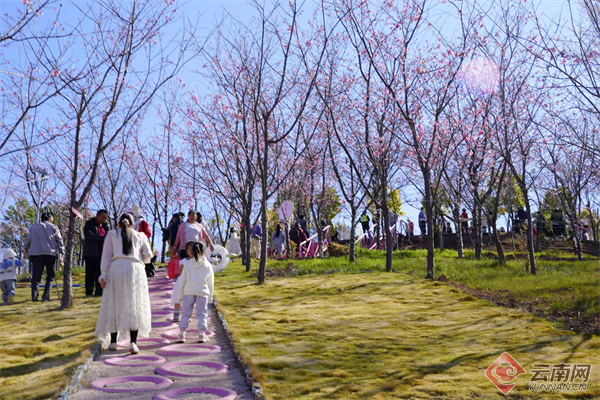 云南南华春日赏樱正当时