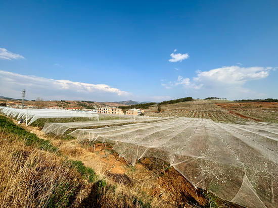 昭通鲁甸再建4800亩防雹网为苹果高产加穿防护衣