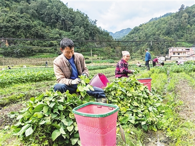 广南黑支果乡:田里种毛豆 包里收"金豆"