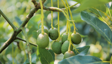 富滇银行：“金融引擎”驱动地方产业经济蓬勃发展